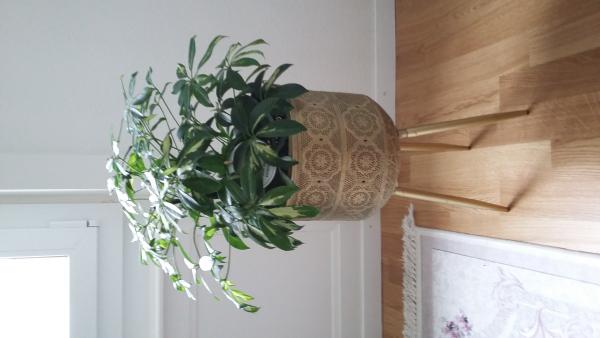 La plante dans un joli pot ! Merci pour tout !