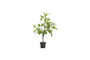 Miniature Green artificial plant 81 cm HDFig Clipped