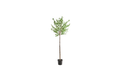 Künstliche Pflanze 235 cm grün HDHornbeam