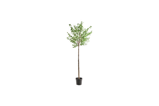 Zie de productbeschrijving kunstplant 235 cm groen HDHornbeam Kunstplant 235 cm groen HDHornbeam