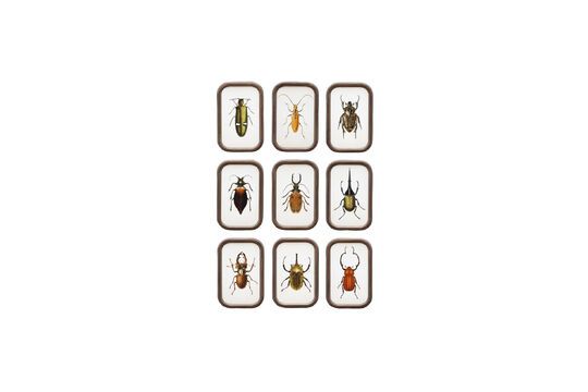 Lot de 9 cadres en bois foncé Insectes