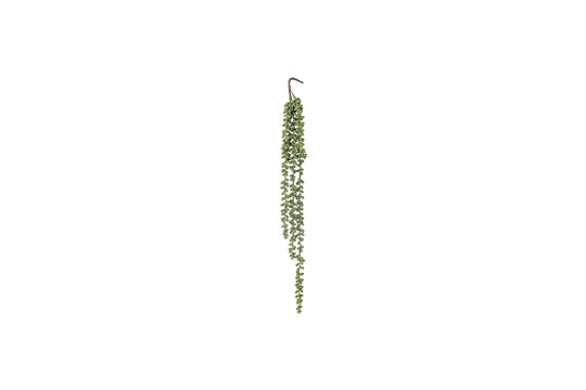 Pearl Plante, Verte, Fleurs artificielles