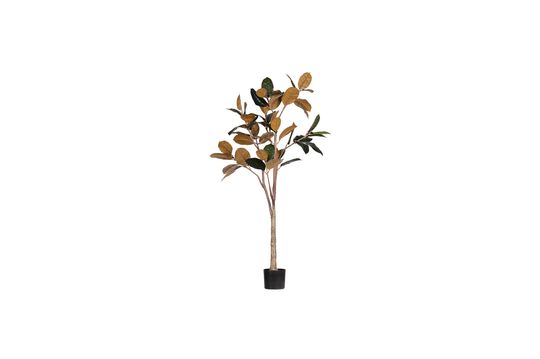 Plante artificielle Rubber