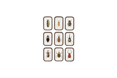 Set di 9 cornici in legno scuro Insetti