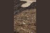 Miniature Tapis en laine marron Briton 4
